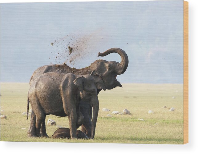 Animals In The Wild Wood Print featuring the photograph Female Elephants With Calf by Sabirmallick