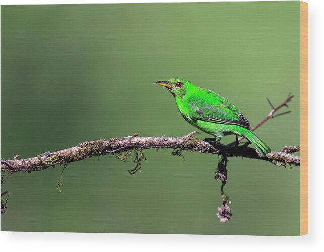 Animal Themes Wood Print featuring the photograph Female Green Honeycreeper by Mlorenzphotography