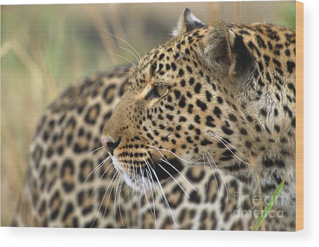 00344624 Wood Print featuring the photograph Female Leopard Portrait Masai Mara by Yva Momatiuk John Eastcott