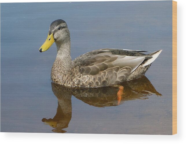 Mallard Wood Print featuring the photograph Spring Lake Mallard by Melinda Saminski