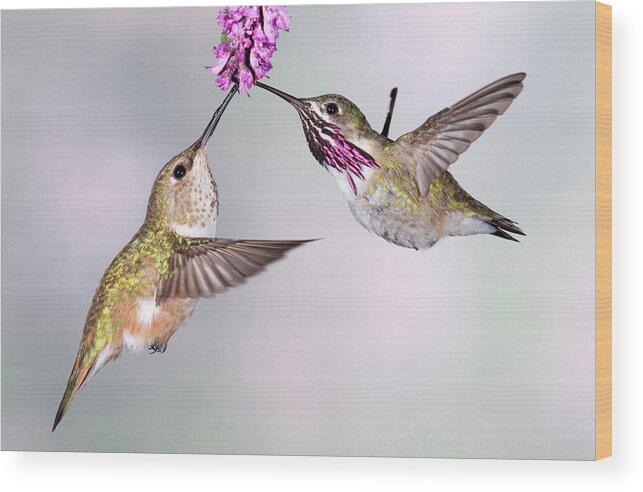 Male Animal Wood Print featuring the photograph Female Rufous Hummingbird And Male by Tom Walker