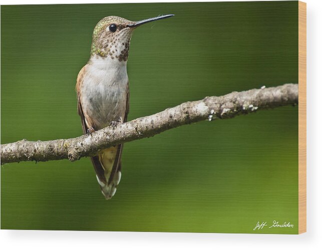 Adult Wood Print featuring the photograph Female Rufous Hummingbird in a Tree by Jeff Goulden