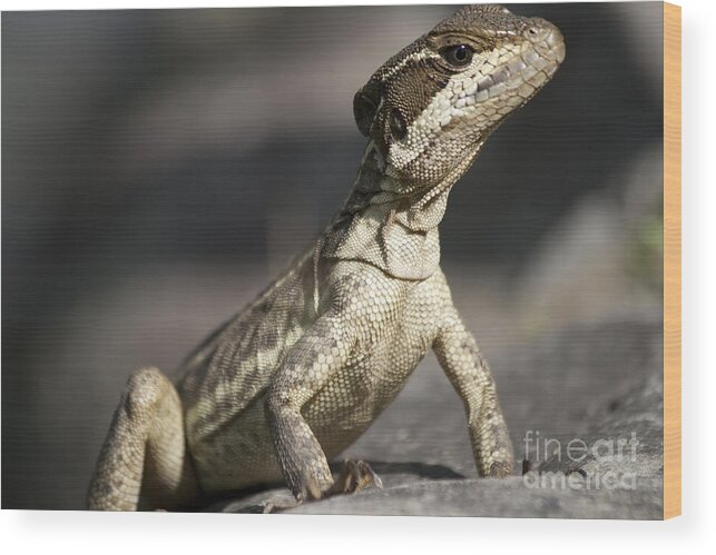 Leguan Wood Print featuring the photograph Female striped Lizard by Heiko Koehrer-Wagner