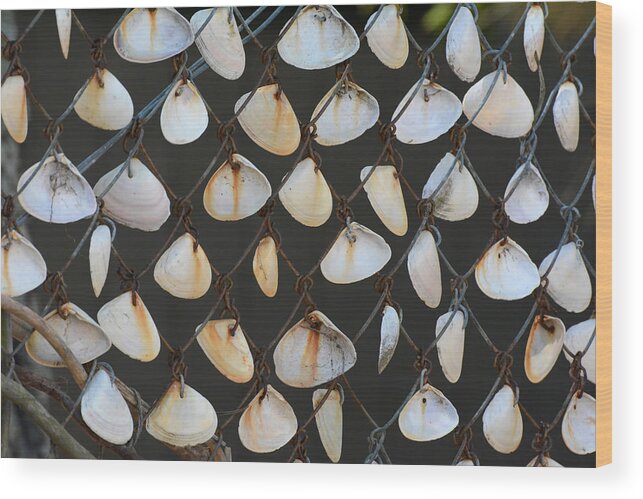 Amity Point Wood Print featuring the photograph Fence With Pipis by Newman & Flowers