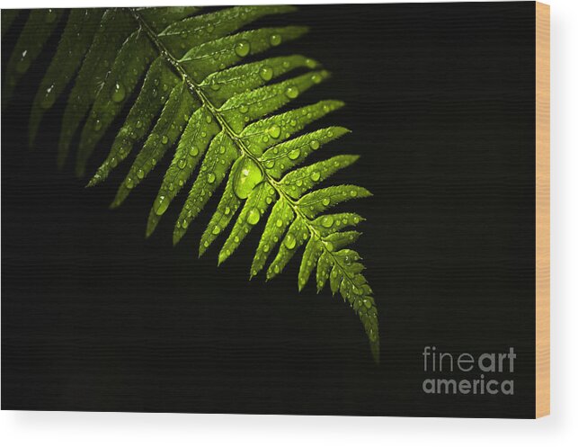 Pacific Northwest Wood Print featuring the photograph Fern Highlight by Jim Corwin