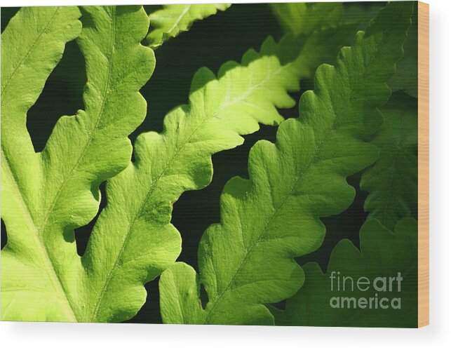 Abstract Wood Print featuring the photograph Fern in sunlight by Sandra Cunningham