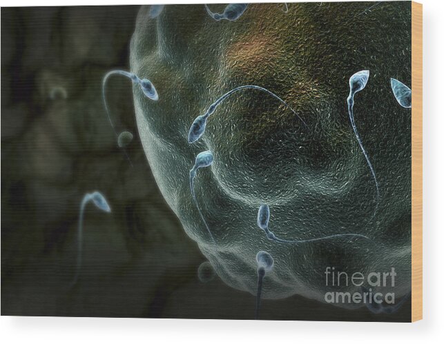 Human Anatomy Wood Print featuring the photograph Fertilization by Science Picture Co