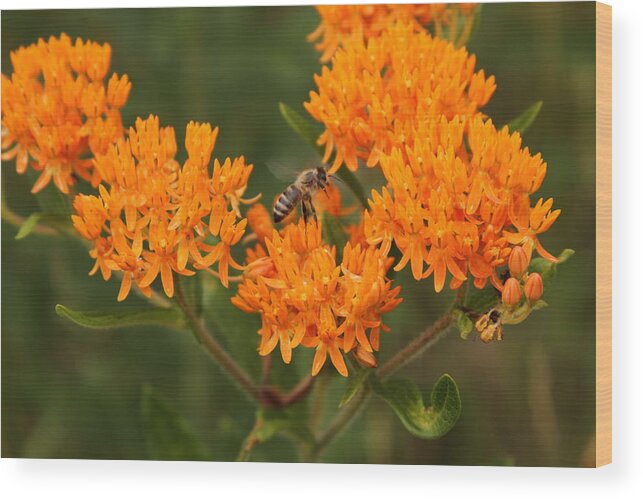 Bee Wood Print featuring the photograph Ff-16 by David Yocum