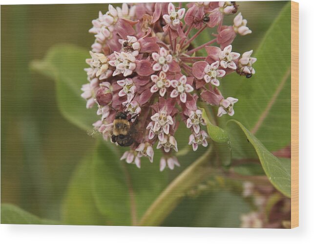Bee Wood Print featuring the photograph Ff-19 by David Yocum