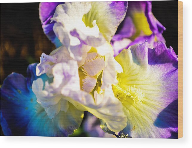 Flowers Wood Print featuring the photograph Fickle Iris by Mary Hahn Ward