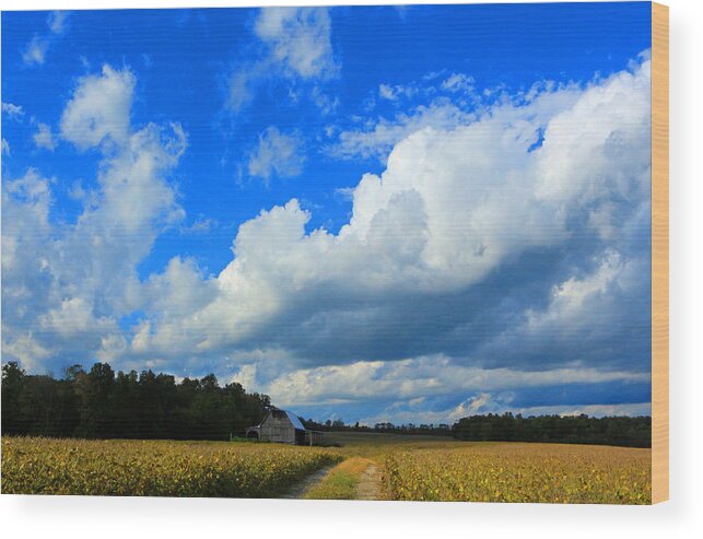 Corn Field Wood Print featuring the photograph Field of Dreams by Lorna Rose Marie Mills DBA Lorna Rogers Photography