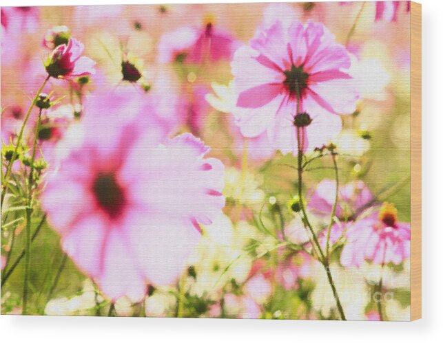 Pink Cosmos Wood Print featuring the photograph Field of Lovely Pink Cosmos by Beverly Claire Kaiya