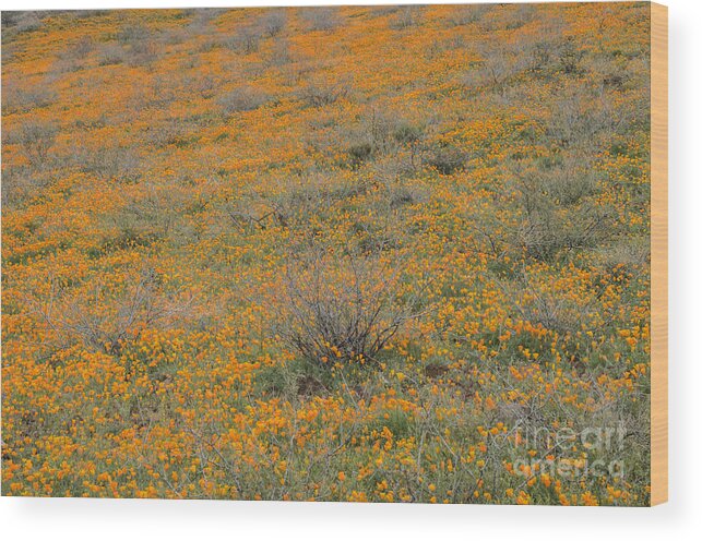 Poppies Wood Print featuring the photograph Field of Poppies by Tamara Becker