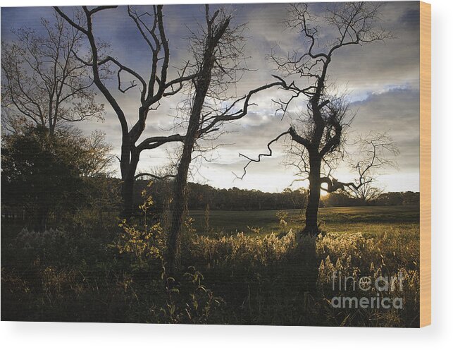 Sunrise Wood Print featuring the photograph Fields of Gold by Terry Rowe