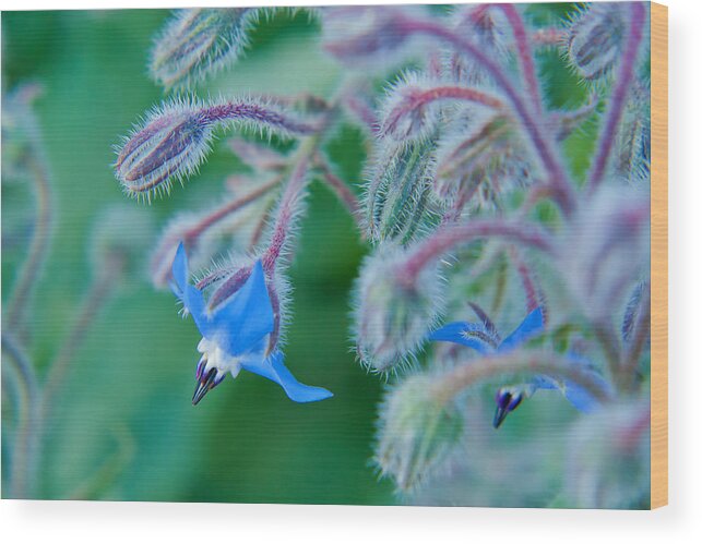 Blue Wood Print featuring the photograph Fine Art Blue by Lisa Chorny