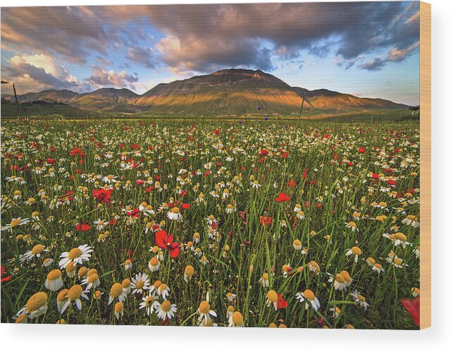 Tranquility Wood Print featuring the photograph Fioritura by Manuelo Bececco Global Nature Photographer