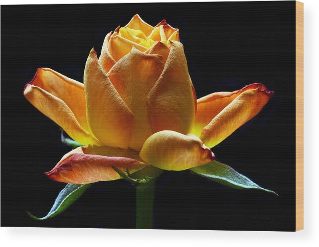 Rose Wood Print featuring the photograph Fire Rose by Terence Davis