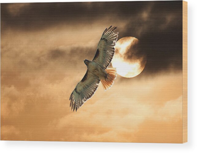Raptor Photograph; Raptor Canvas Print Wood Print featuring the photograph Firebird by Jim Garrison