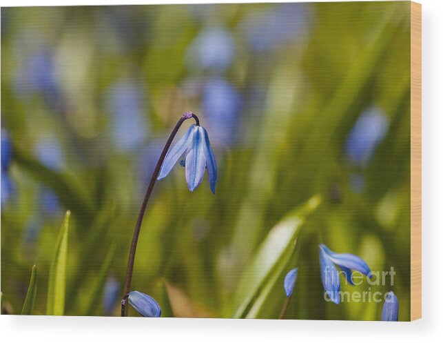 Spring Flowers Wood Print featuring the photograph First Bloom by Dan Hefle