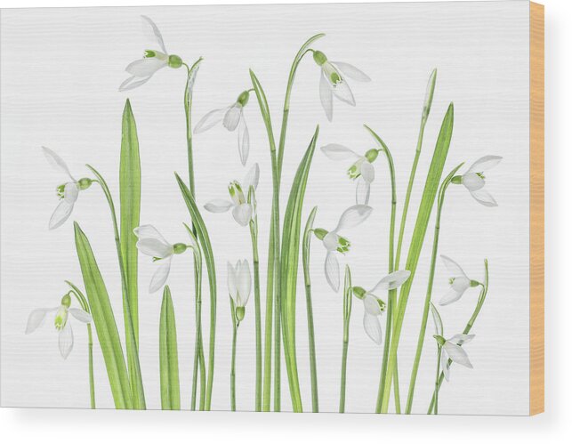 Snowdrops Wood Print featuring the photograph First Snowdrops by Mandy Disher