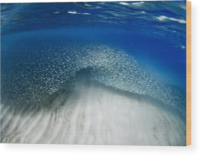 Sea Wood Print featuring the photograph Fish wave. by Sean Davey