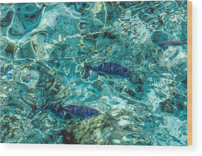 Jenny Rainbow Fine Art Photography Wood Print featuring the photograph Fishes in the Clear Water. Maldives by Jenny Rainbow