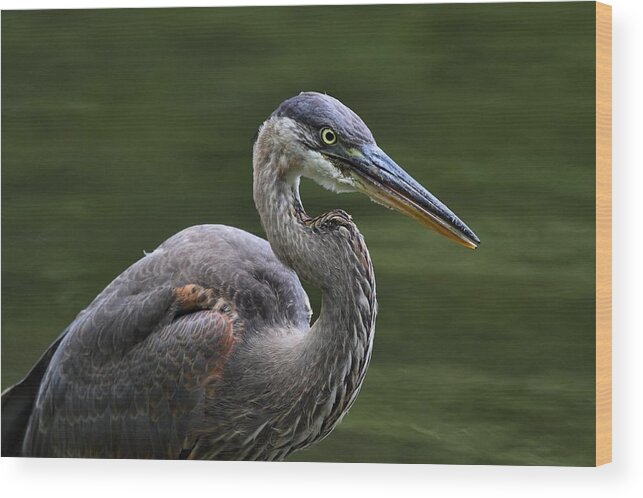 Great Blue Heron Wood Print featuring the photograph Fishing by Mike Farslow