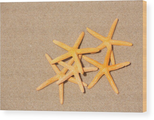 Starfish Wood Print featuring the photograph Five Star Beach Holiday Concept by David Freund
