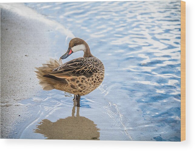 Duck Wood Print featuring the photograph Flair by Randy Wood