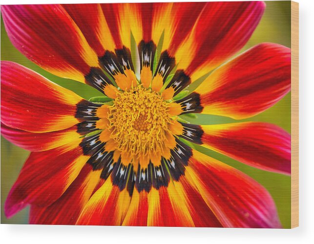 Mexican Sunflower Wood Print featuring the photograph Flames by Jurgen Lorenzen