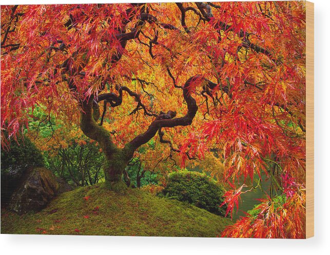 Portland Wood Print featuring the photograph Flaming Maple by Darren White