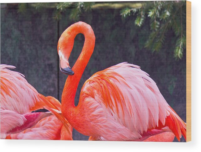 National Wood Print featuring the photograph Flamingo in the Wild by Jonny D
