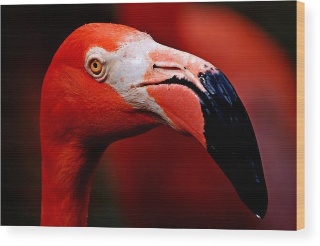 Flamingo Wood Print featuring the photograph Flamingo Portrait by Lorenzo Cassina