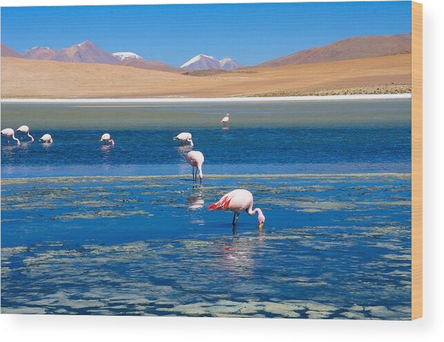 Water's Edge Wood Print featuring the photograph Flamingos At Lake In Desert Near Uyuni by Werner Büchel