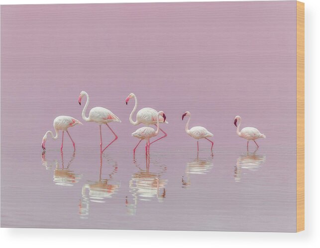 Flamingo Wood Print featuring the photograph Flamingos by Eiji Itoyama