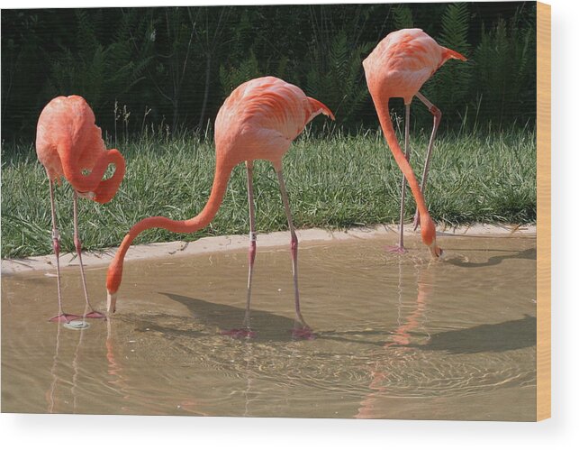 Birds Wood Print featuring the photograph 3 Flamingos drinking water by Valerie Collins