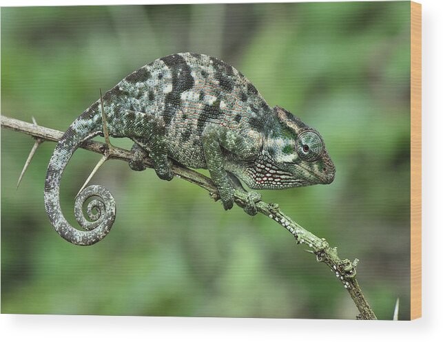 Thomas Marent Wood Print featuring the photograph Flap-necked Chameleon Female Tanzania by Thomas Marent