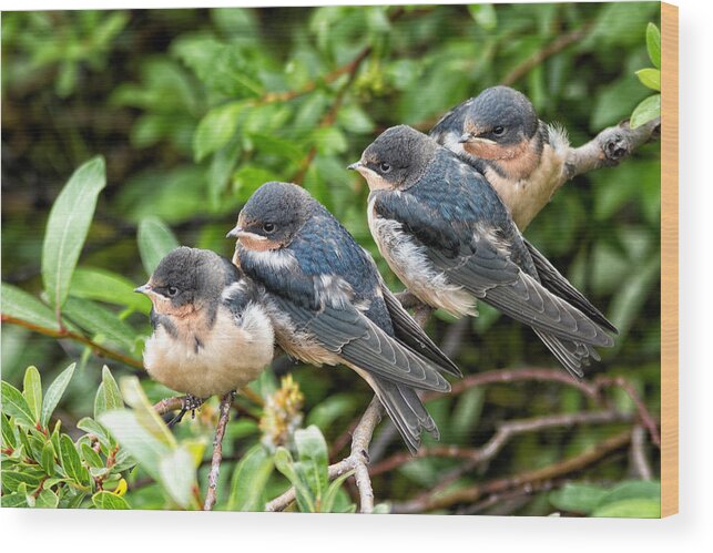 Tree Swallows Wood Print featuring the photograph Fledgling Tree Swallows by Kathleen Bishop