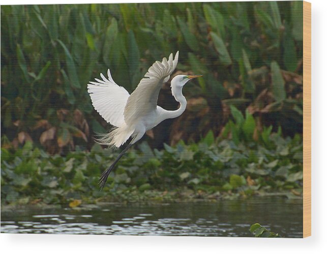 Great Egret Wood Print featuring the photograph Flight in Green and White by Leda Robertson