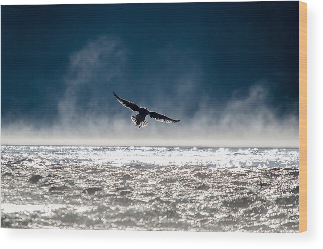 Gulls Wood Print featuring the photograph Flight by Janet Kopper