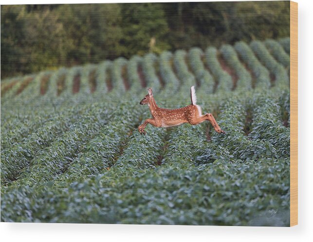 White-tailed Deer Wood Print featuring the photograph Flight of the White-tailed Deer by Everet Regal