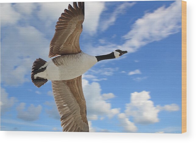 Goose Wood Print featuring the photograph Flight by Steven Michael