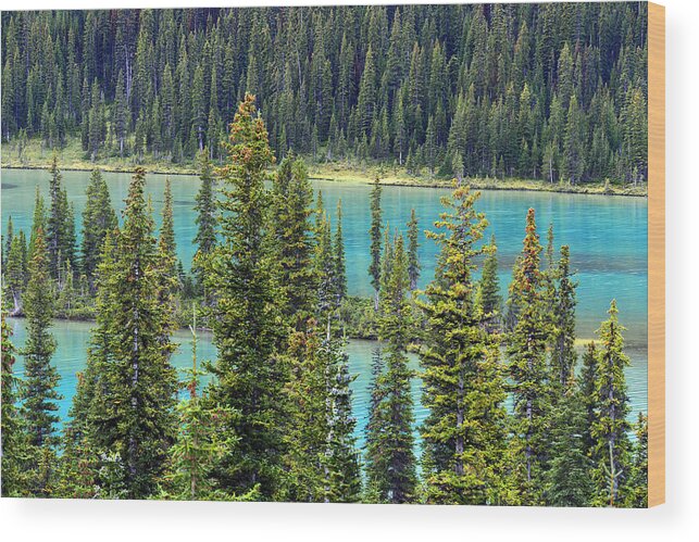 Banff Wood Print featuring the photograph Floating Forest by Yue Wang