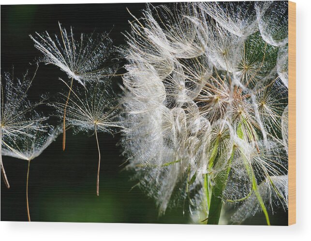 Dandelion Wood Print featuring the photograph Floating On The Wind by Don Bendickson
