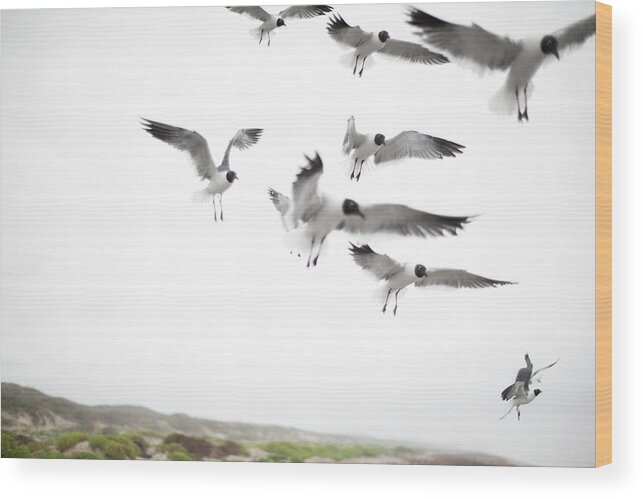 Animal Themes Wood Print featuring the photograph Flock Of Seagulls by Olga Melhiser Photography
