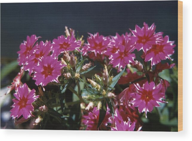 Retro Images Archive Wood Print featuring the photograph Flocks Flowers by Retro Images Archive