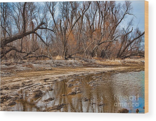 Afternoon Sun Wood Print featuring the photograph Flora Latentes Series Image 5 of 7 by Lawrence Burry