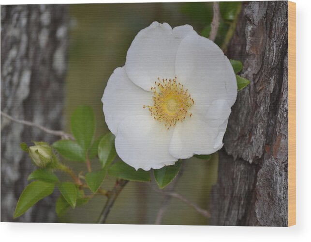 Flower Wood Print featuring the photograph Flower and Bark by Jeff Bjune 