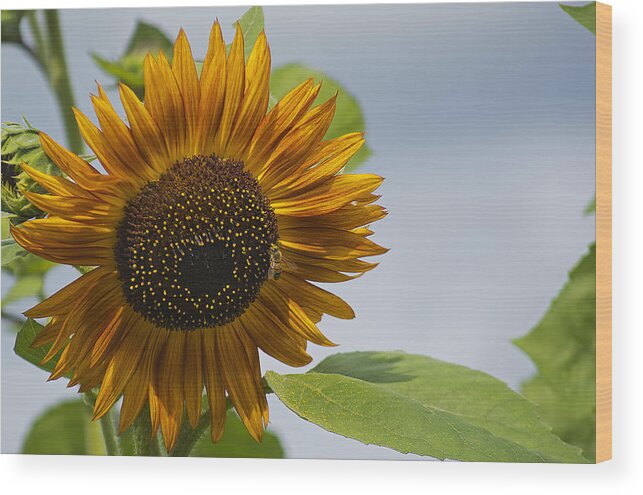 Nature Wood Print featuring the photograph Flower in the Sun by Kenneth Albin