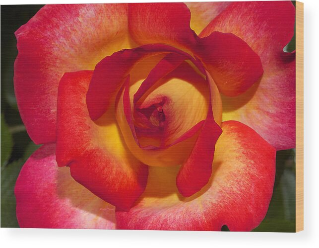 Rose Wood Print featuring the photograph Flower Power by Phyllis Denton